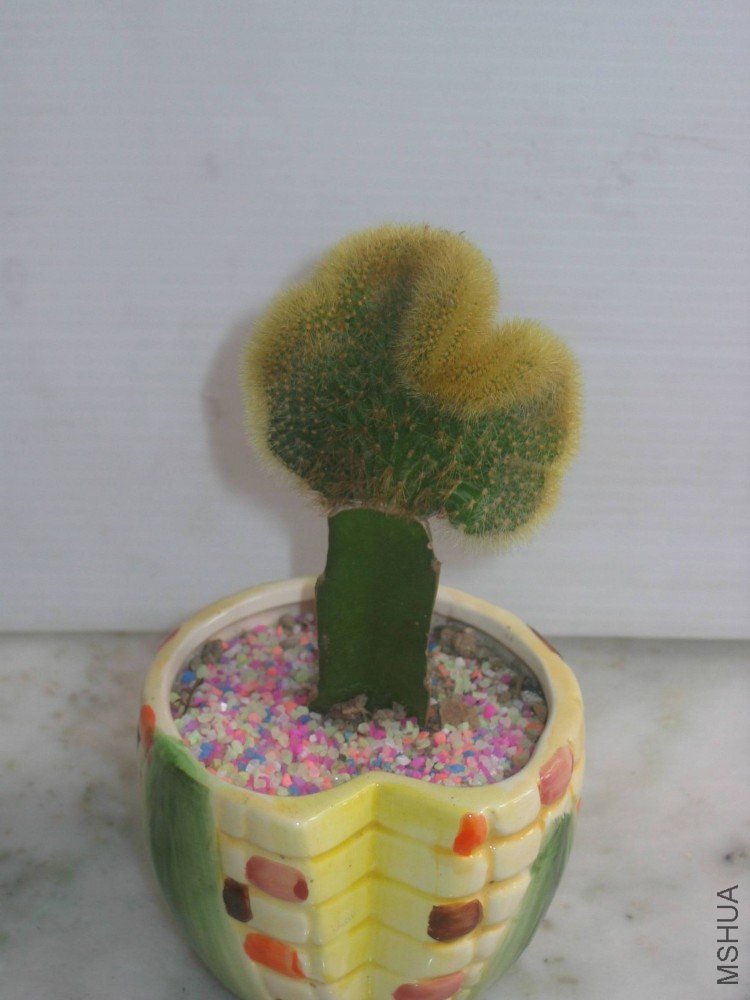 ���� 104.jpg