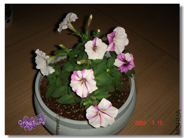 DSC08001.jpg