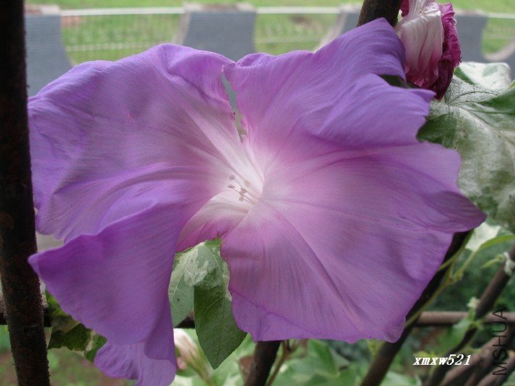 ���Ӧ����ƽ��ϵ�У���ǰ�һ��п�ۺ�ɫ�ģ����Ӳ�����