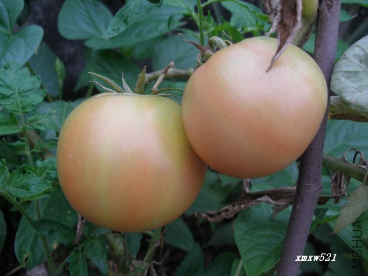 ��ɫ�޹���������