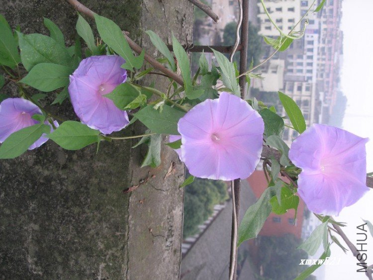 ���ϧ�ľ������ţ�����ӳ��࣬���Ǳ��ɶ������ҧ����