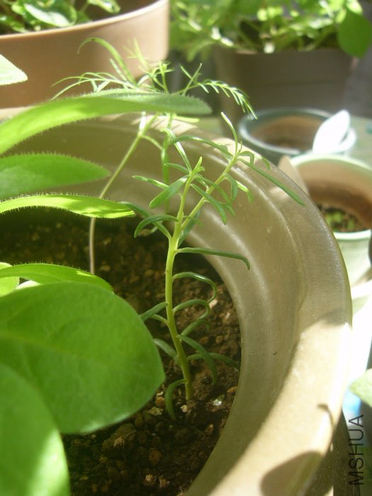 ��Զ��������֦��1