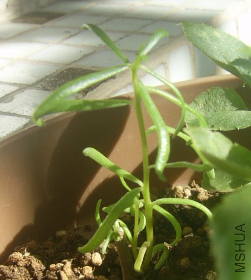 ��Զ��������֦��2