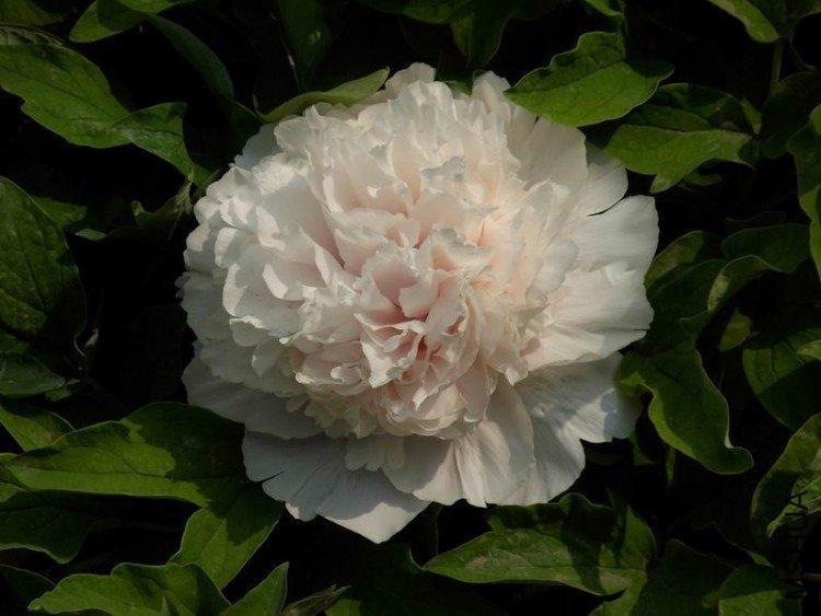 ������С DSCN3955.JPG