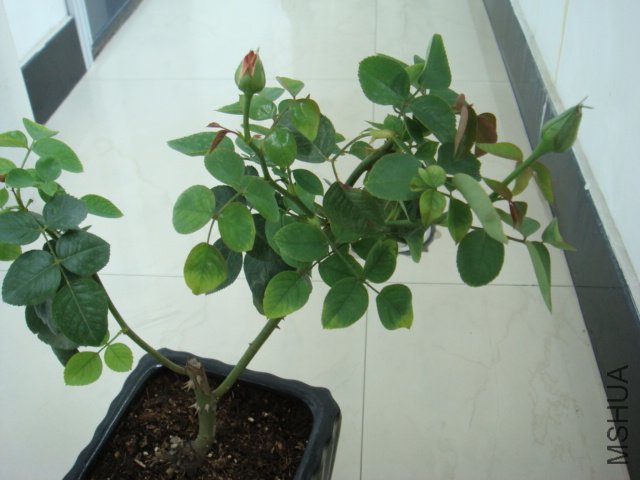 Ħ�ɸ繫��11.JPG