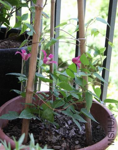 ������С ��ת ��Ƭ 019.jpg