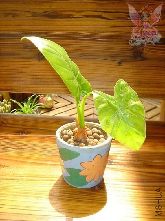 7����С�����С�ɰ������ó���Ҳ��һ����ˡ��������С�裬����С���������裬��ɵ��~o(��_��)o...���� ...