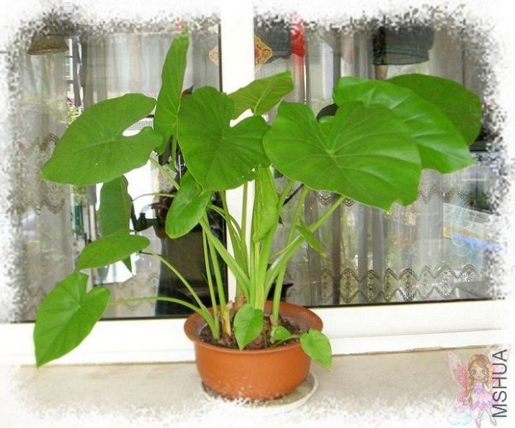 ���ԭ����ż�����Ρ�����㶪���ķ������ò���(*^__^*) �Ͻ��ü���ڰڰɡ���