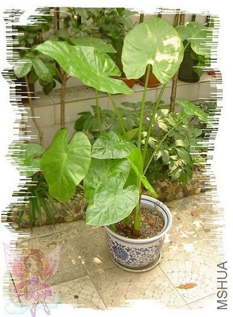 ���һ�����춼���ڼ��û�����ţ�����ż��ϴϴ��ˮ�裬һֱ���ϸ��²ŷ�Ժ���������ϸ�߸�������