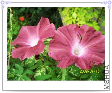 ���տ��� 005.jpg