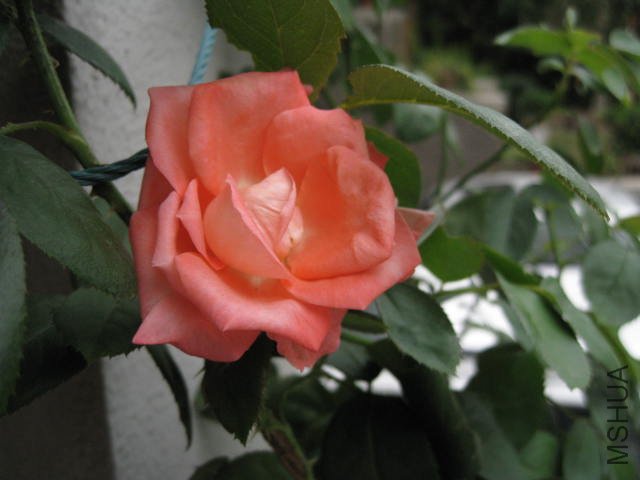 ��Ƭ 198.jpg