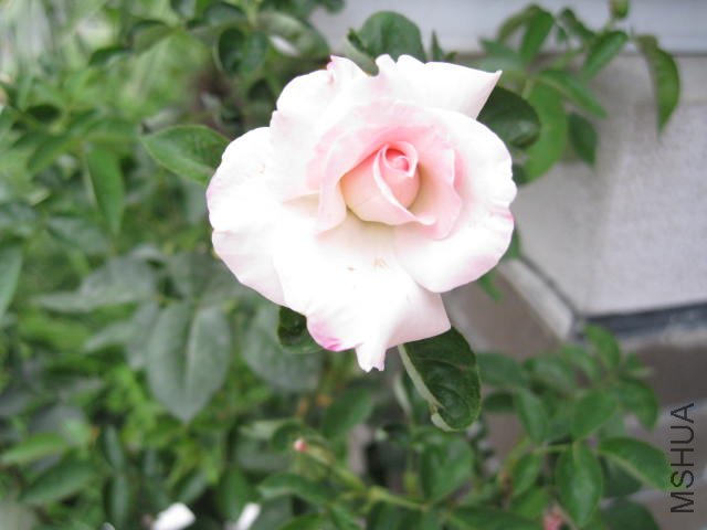 ��Ƭ 196.jpg