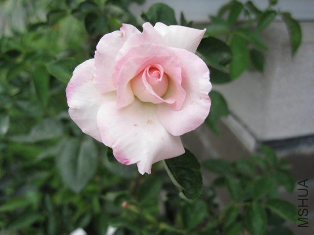 ��Ƭ 197.jpg