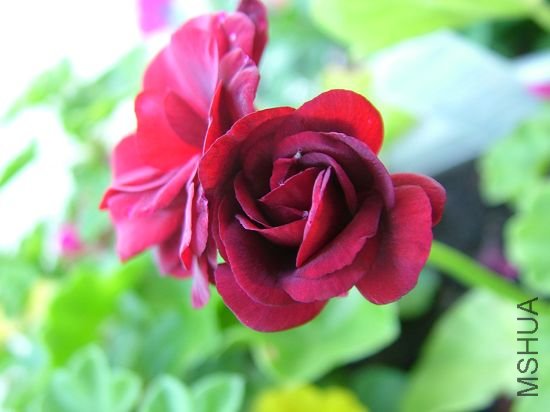 ��ϲ�����ֻ���,��ϧ��ɫ�ı����������򲻵�.