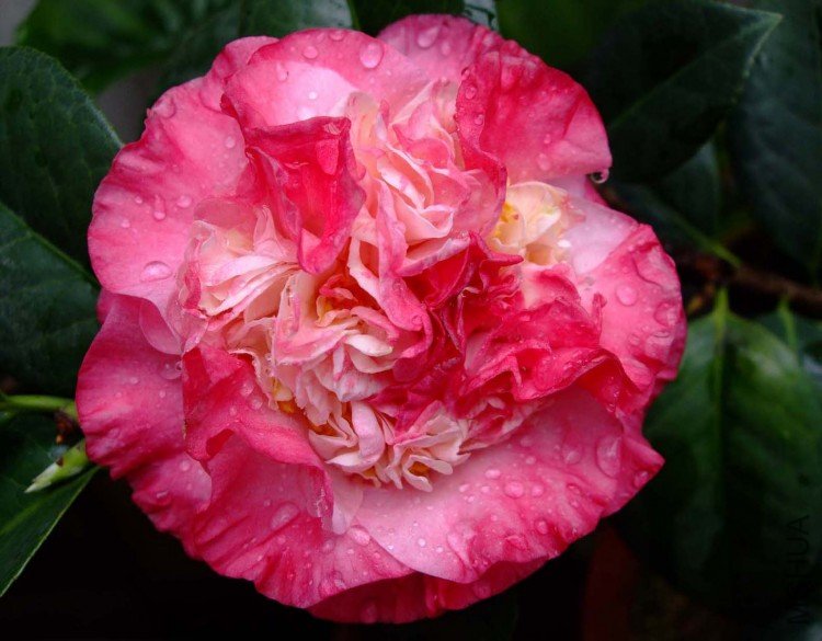 ���µ���� 09-4-13 (1).jpg