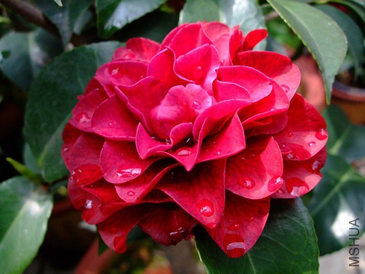 ����õ��09-4-13 (2).jpg