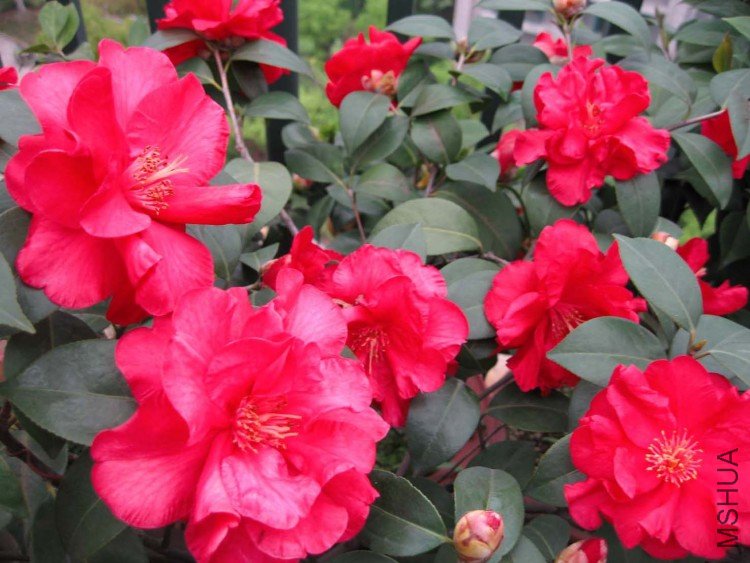 ����ү 09-4-16(5).jpg