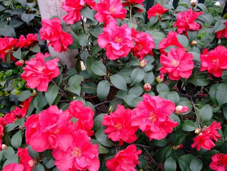 ����ү 09-4-17(1).jpg