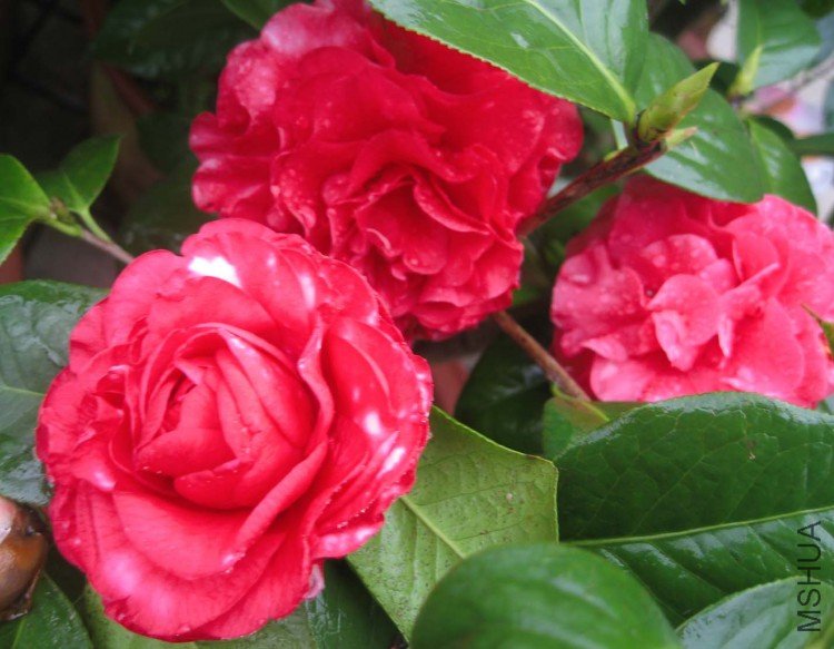 �������С�� 09-4-4(1).jpg