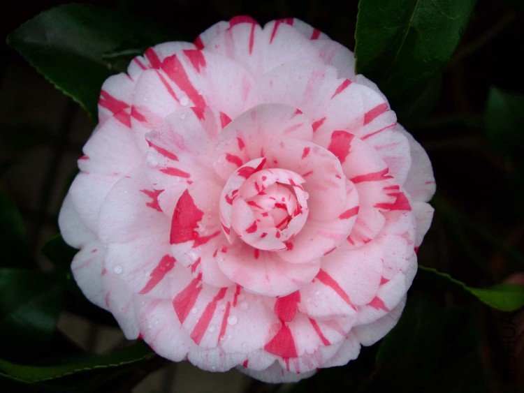 ������ 09-3-29.jpg