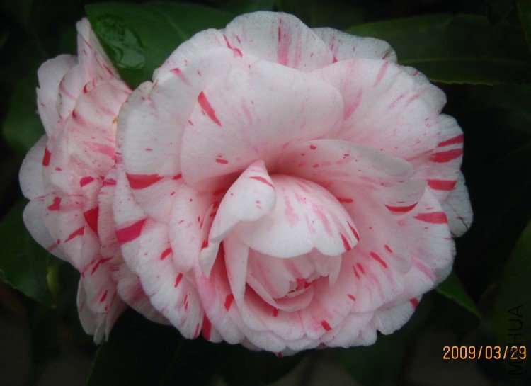 ������ 09-3-29(1).jpg