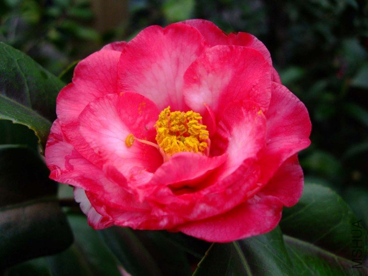 ��ǧ�� 09-3-29.jpg