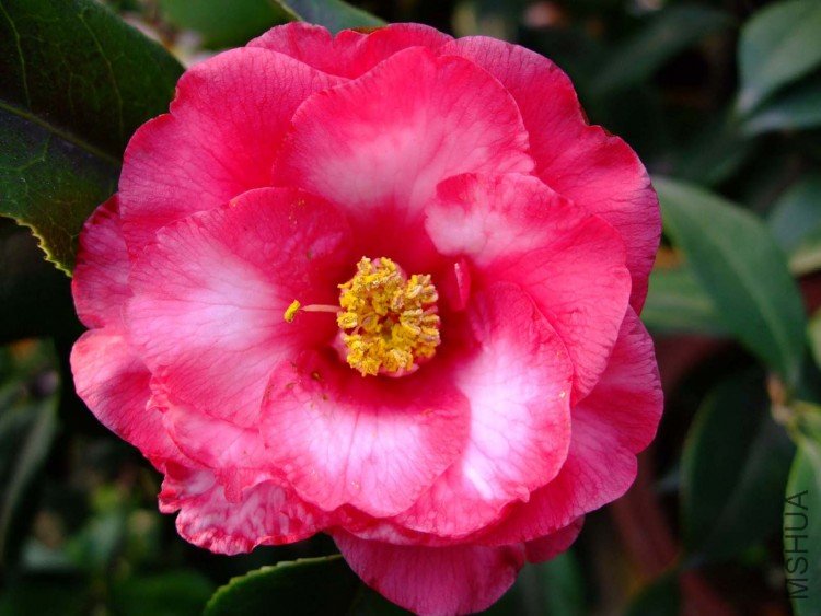 ��ǧ�� 09-3-31(1).jpg