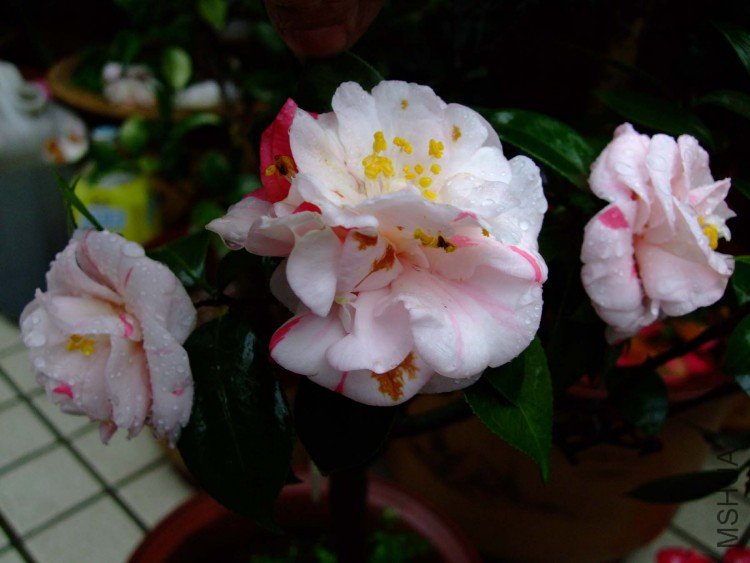 ��ʮ���� 09-3-27 (10).jpg