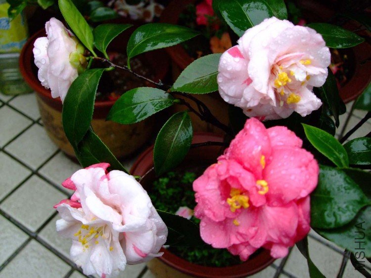 ��ʮ���� 09-3-27 (3).jpg