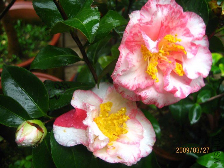 ���汴�� 09-3-27.jpg