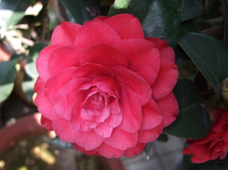 ����õ��09-3-26 (1).jpg