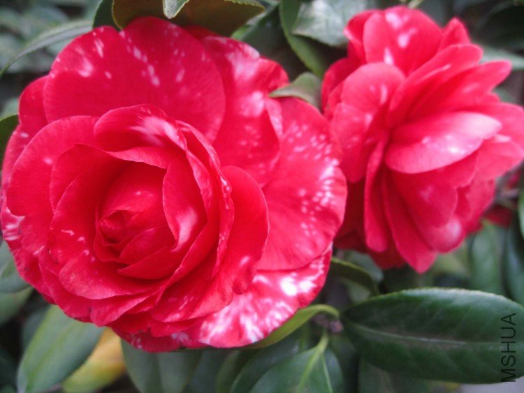 ����ɪ 09-3-26 (2).jpg