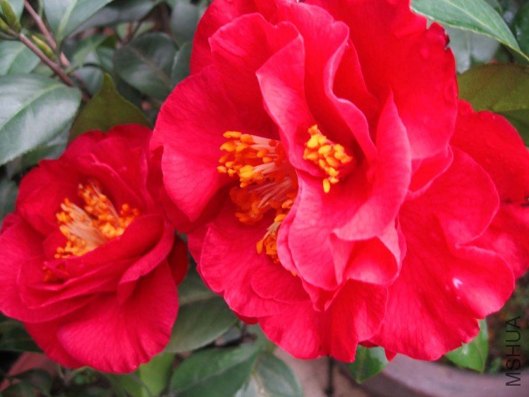 ������ɪ�ٰ��� 09-3-22.jpg