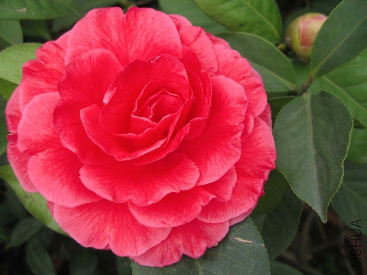 �ȶ���ĵ�� 09-3-21 .jpg