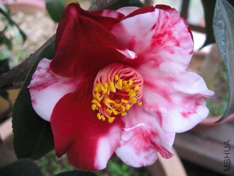 ����֮�� 09-3-21 (2).jpg