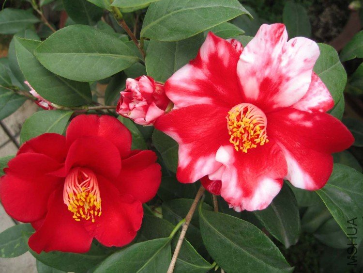 ����֮�� 09-3-21.jpg