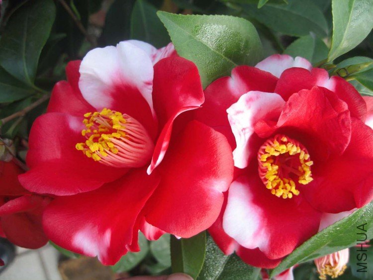 ����֮�� 09-3-26 (1).jpg