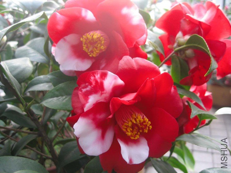 ����֮�� 09-3-26 (2).jpg