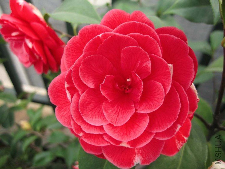 ��˹ͨ 09-3-20.jpg