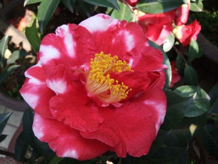 ���������� 09-3-26 (2).jpg