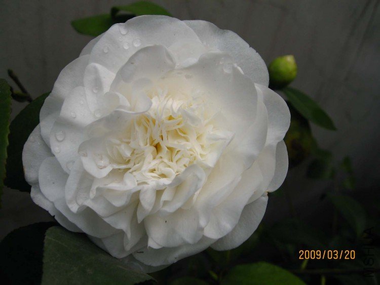 ���� 09-3-20 (2).jpg