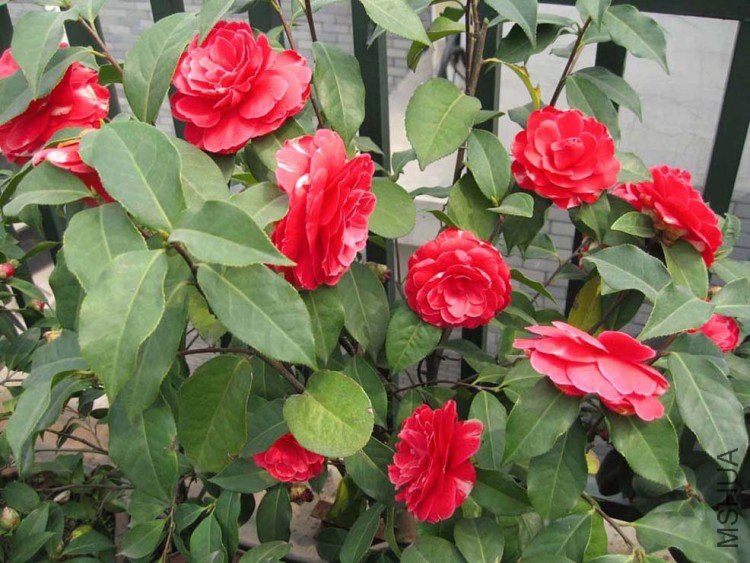 ��˹ͨ 09-3-20 (2).jpg