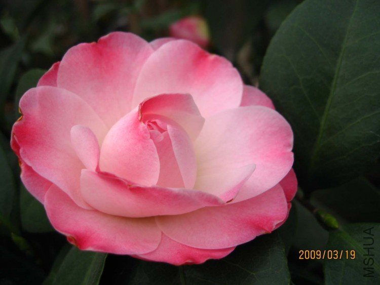 �찲�Ȼʺ� 09-3-19 (6).jpg