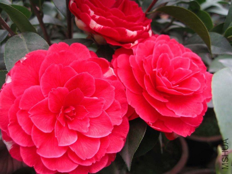 ��˹ͨ 09-3-19.jpg