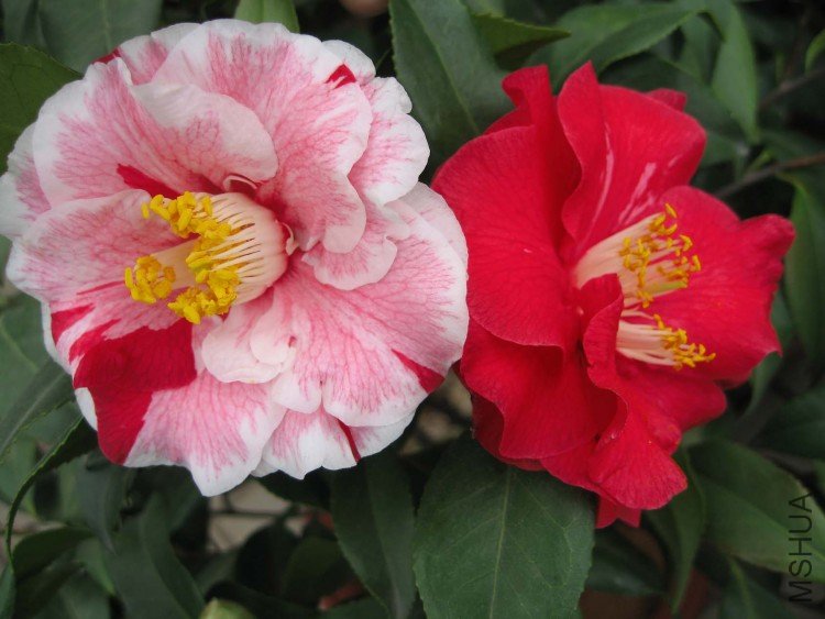 �������ط��� 09-3-19 (2).jpg