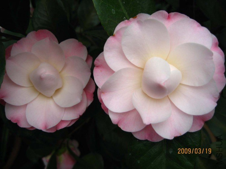 �찲�Ȼʺ� 09-3-19 (3).jpg