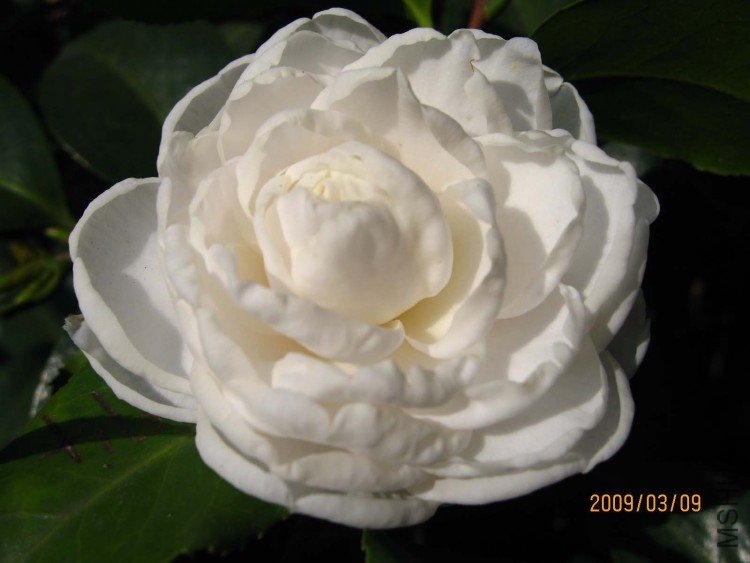 ��� 09-3-9.jpg