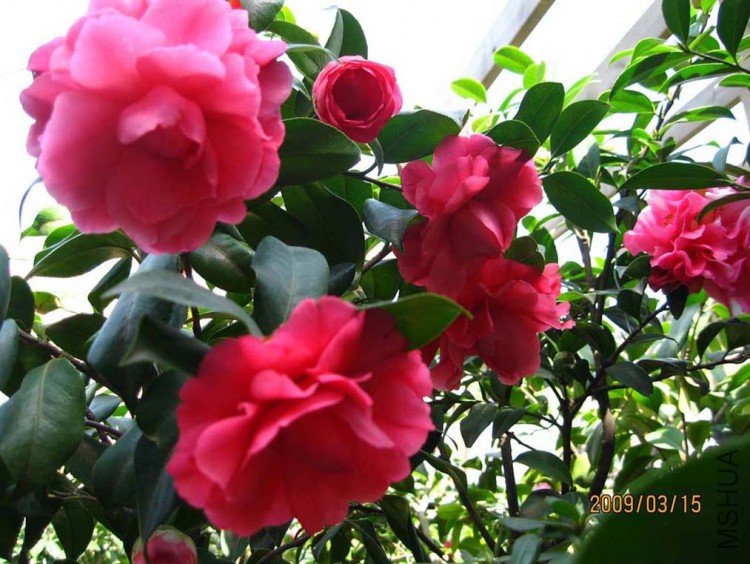 ���� 09-3-15(1).jpg