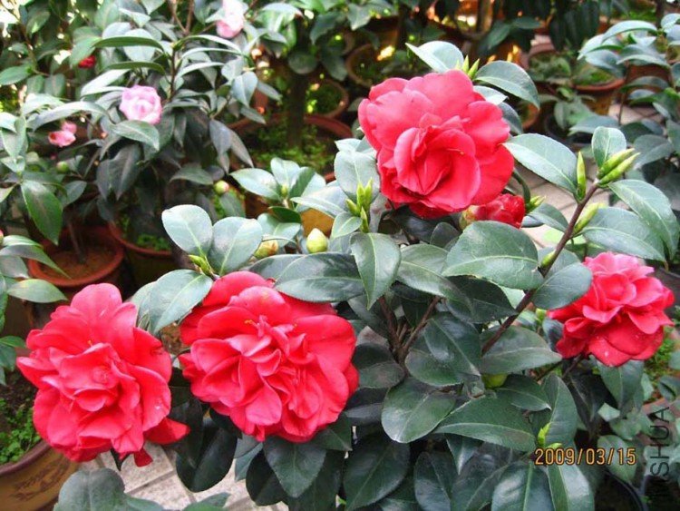 ��ķ���� 09-3-15.jpg