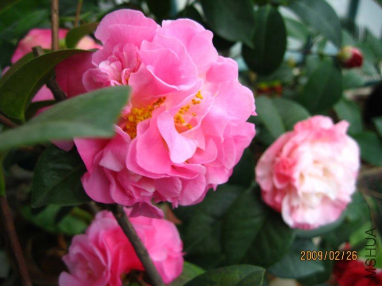 ���������� 09-2-26.jpg